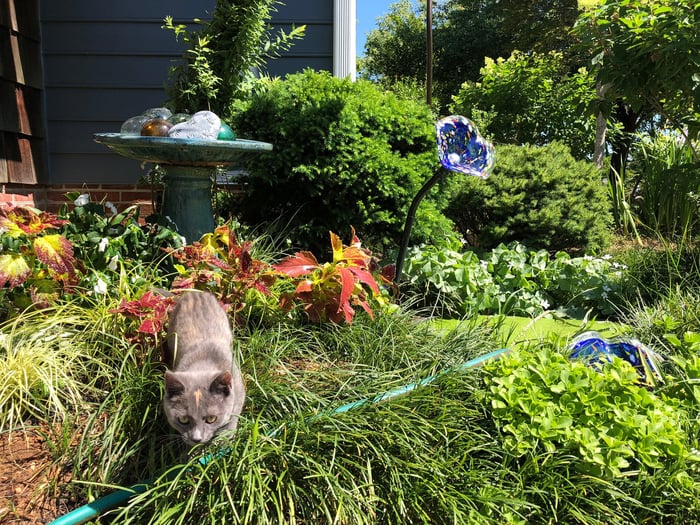 Ava the kitten stalking the garden hose