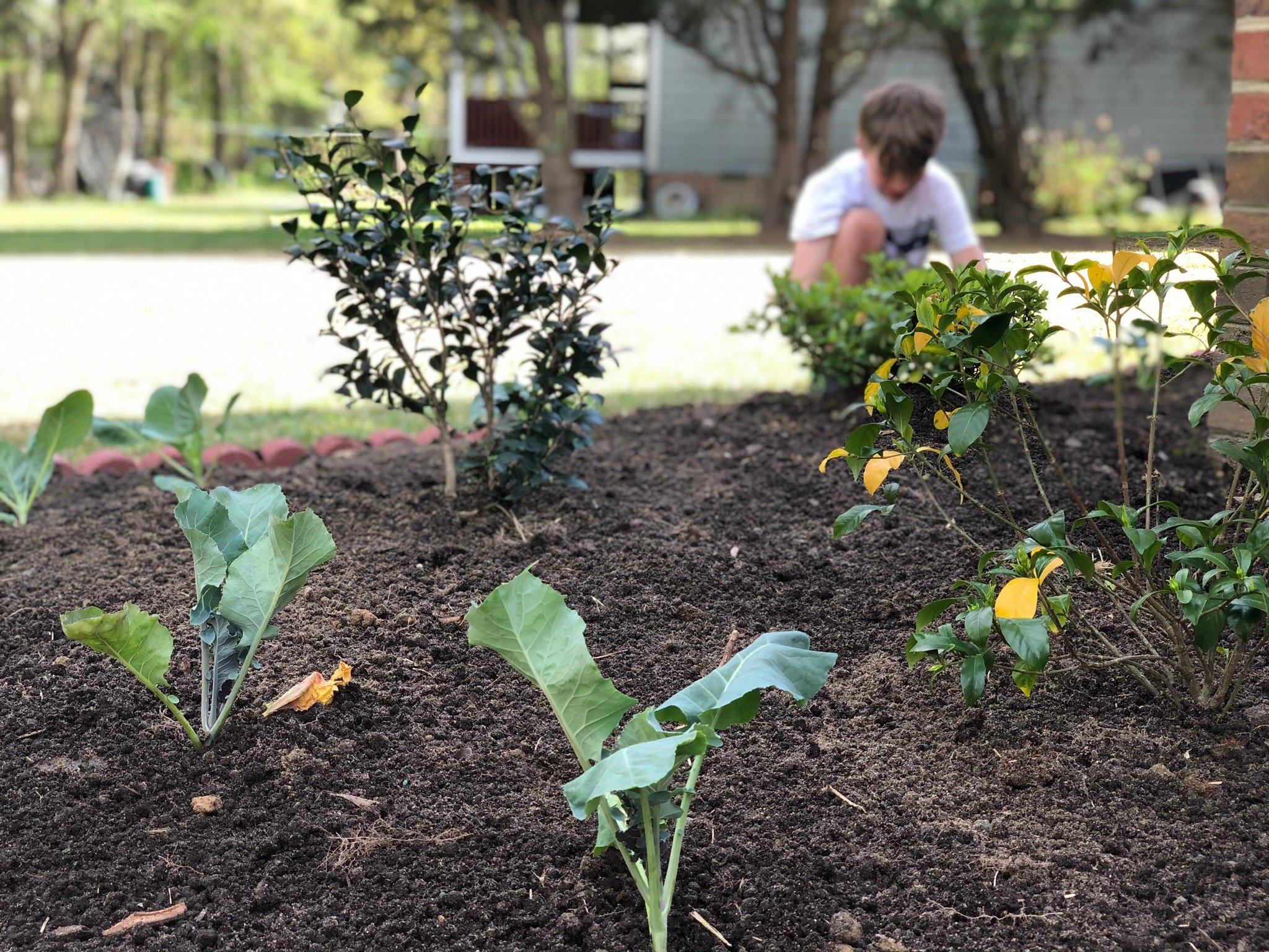 Aidan planting the foodscape