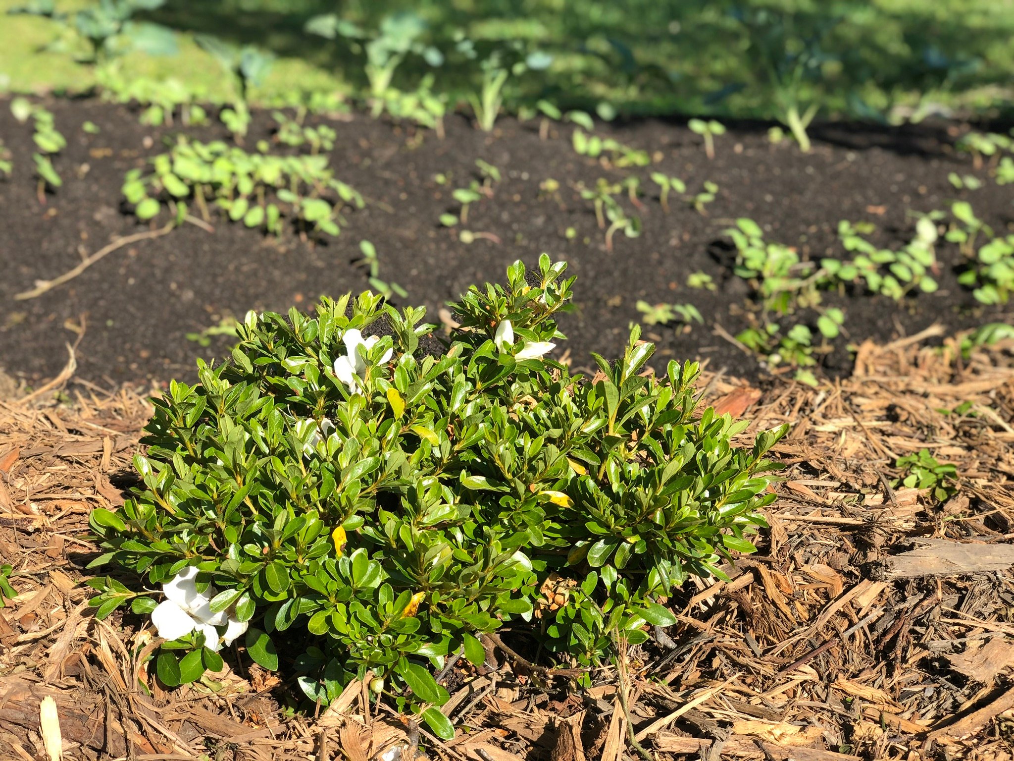 Encore Azalea with broccoli and cover crops planted in Soil3