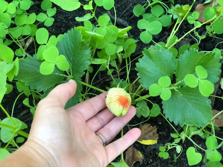 Chandler strawberries