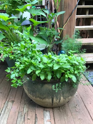 Soil3: The Best Potting Soil For Herbs