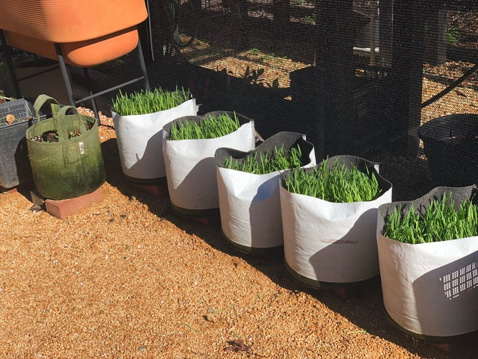 Grains in containers