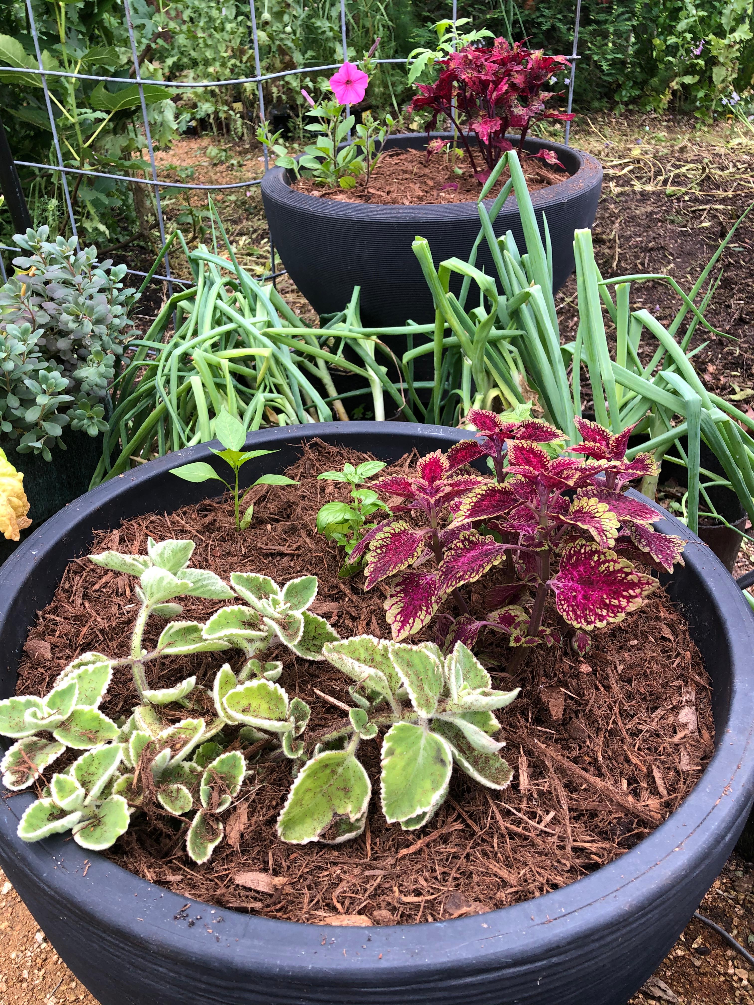 Container filled with Soil3 and mulch around the plants to conserve water