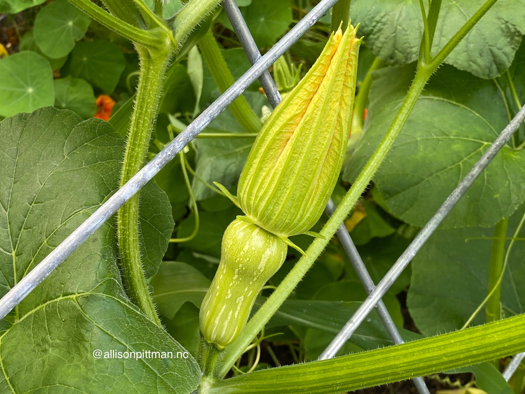 Female butternut squash flower with mini fruit at the base