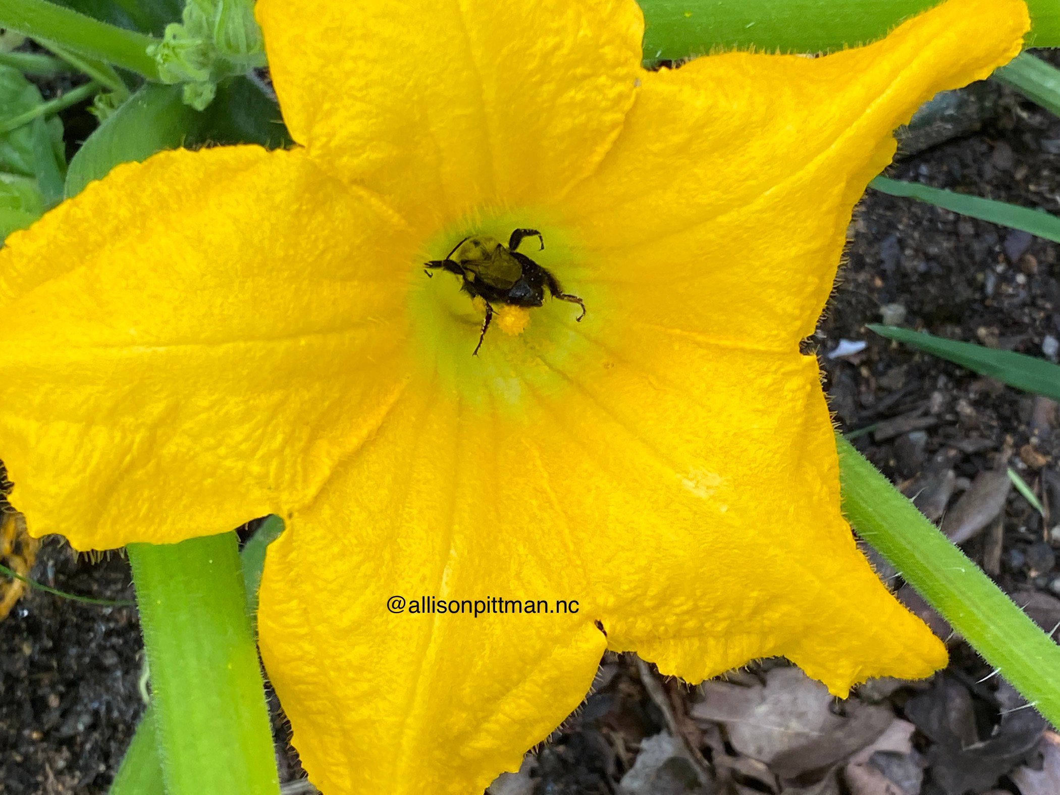 Bee collecting pollen from male squash flower