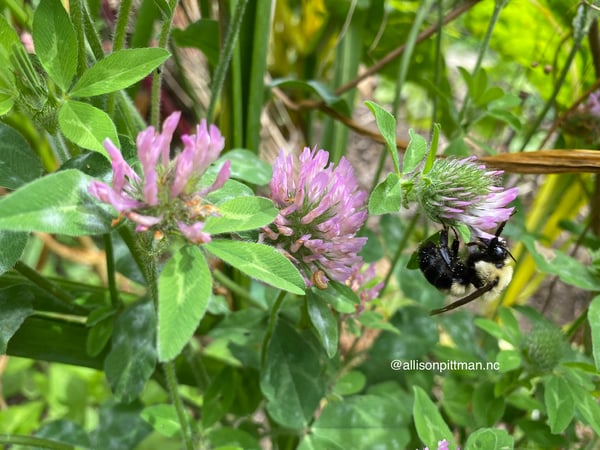 Red clover with bee