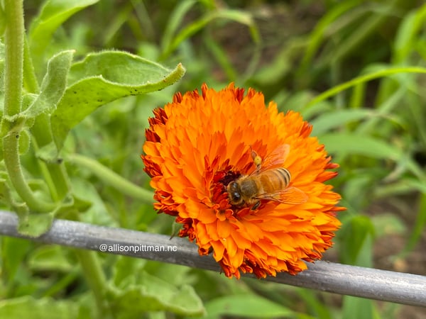 Calendula with honeybee