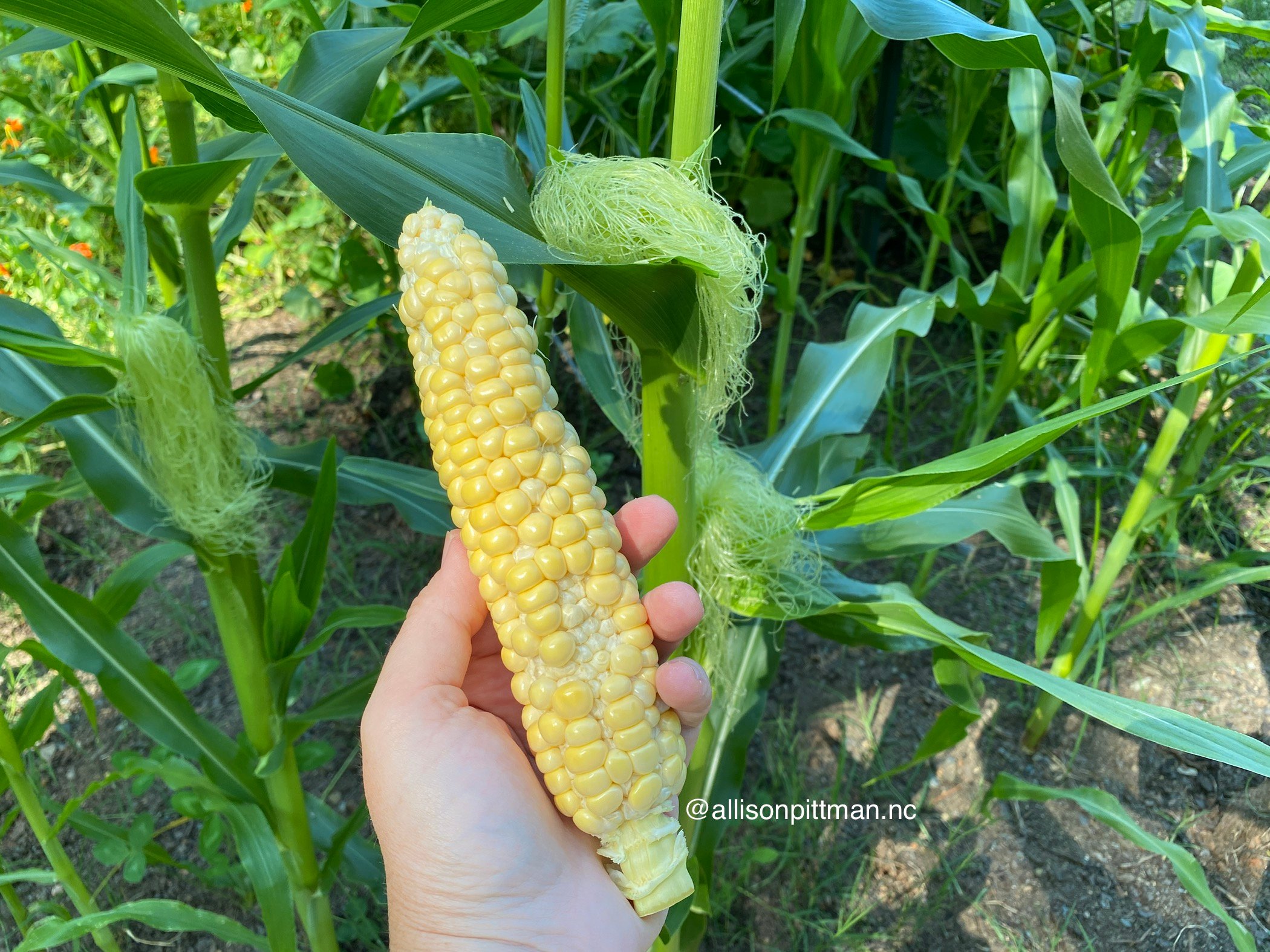 Insufficient pollination - this corn cob is missing some kernels