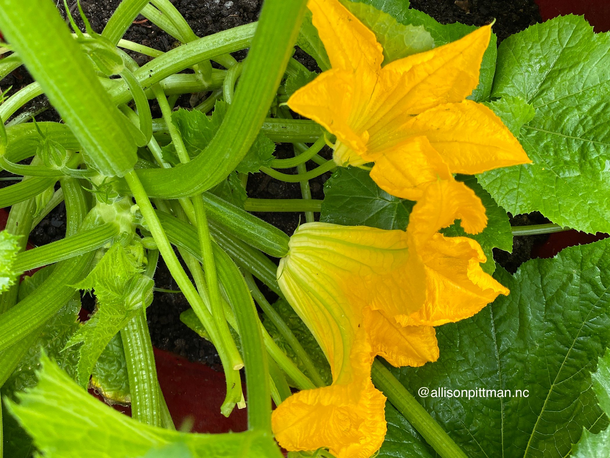 Zucchini plant showing female and male flowers