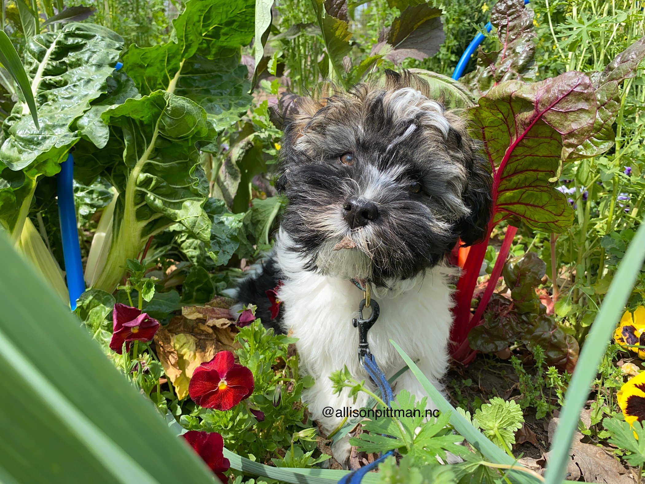 Dog in the garden