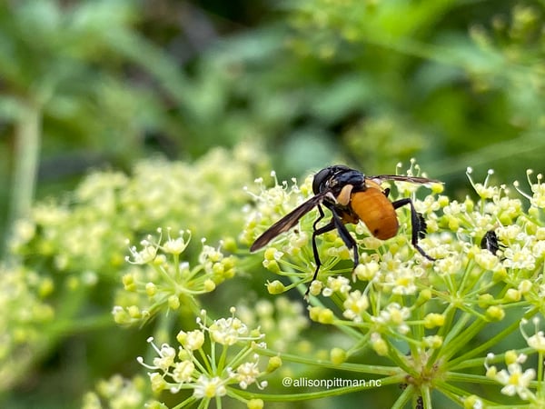 Parsley flowers with tachinid fly