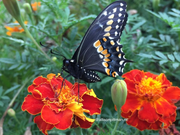 Marigold with butterfly