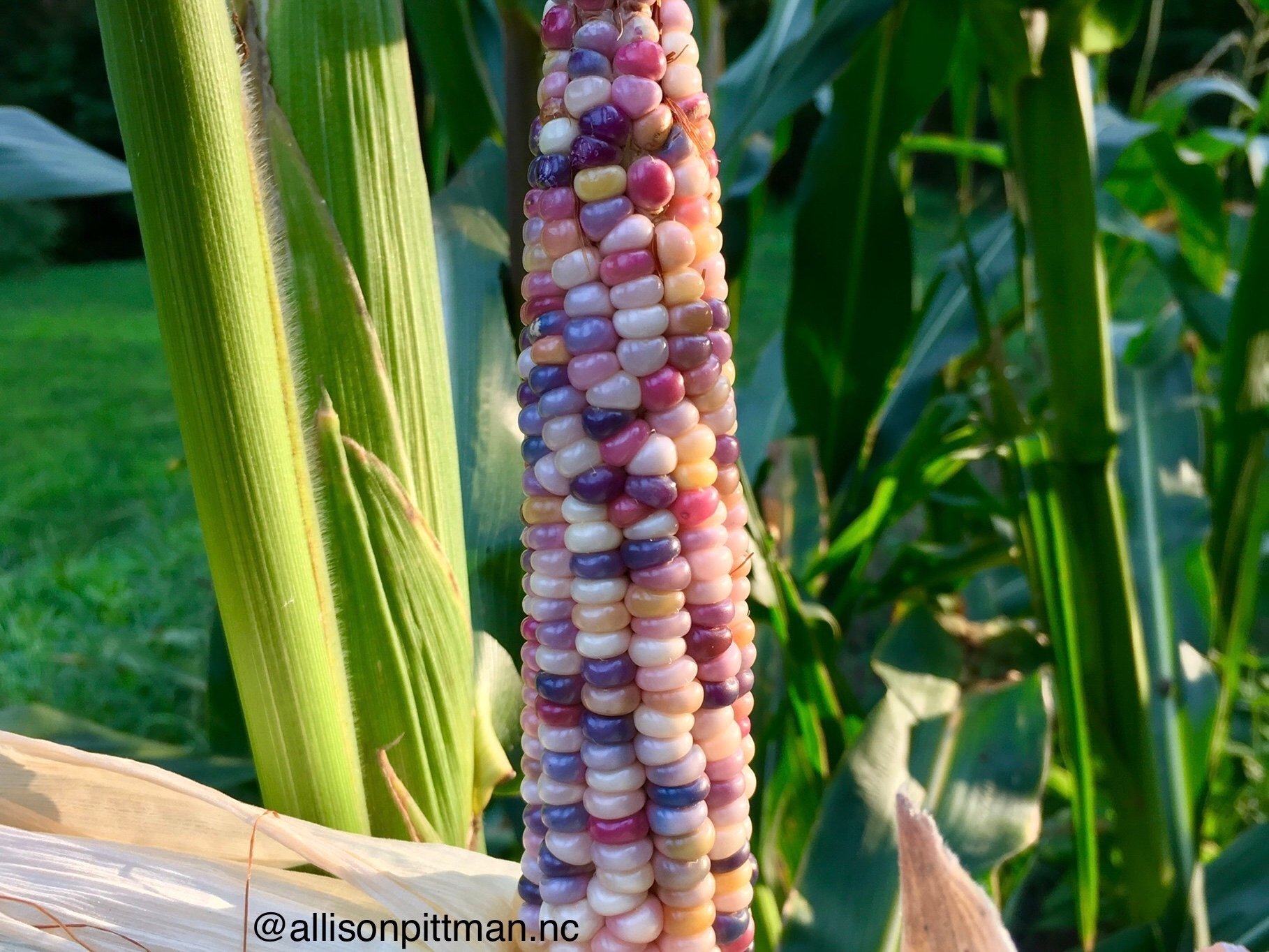 Glass gem corn has multi-colored kernels