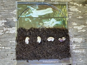 Stayin' Alive: How Roots Germinate, A Study in Soil3 Compost