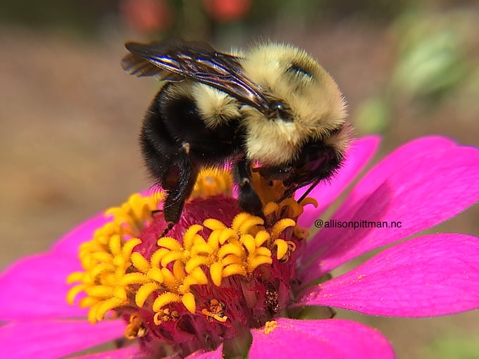 Bumblebees are like little furry teddy bears