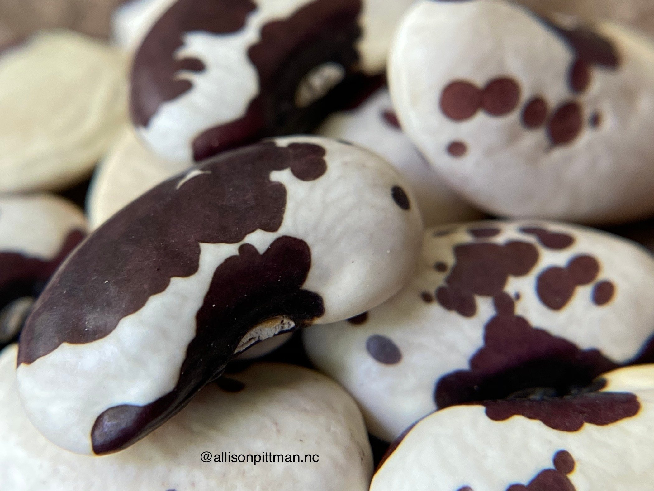 Macro view of a bean