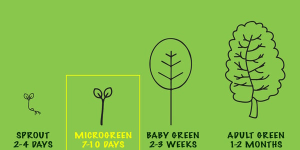 The difference between sprouts and microgreens illustrated