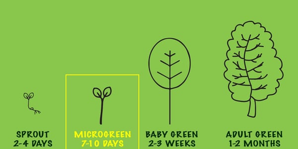 The difference between sprouts and microgreens illustrated