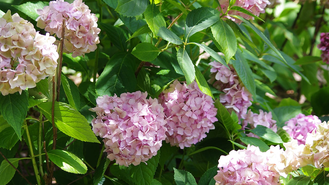 Pink Reblooming Hydrangeas