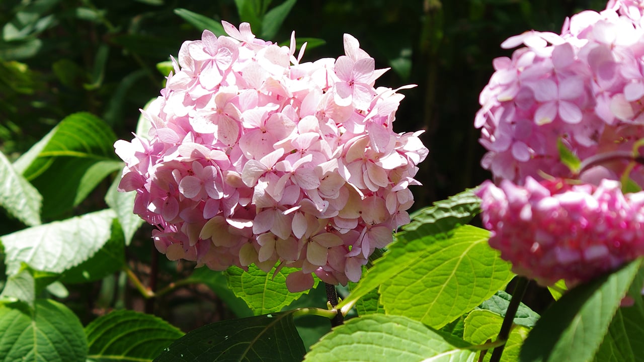 Soil³ Story: Creating Hydrangea Heaven with Soil³ Compost