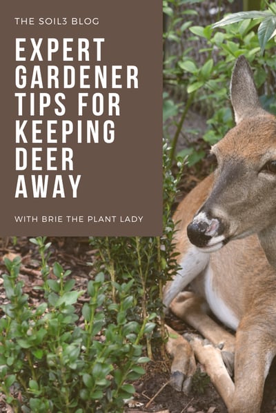 Keep Deer Away