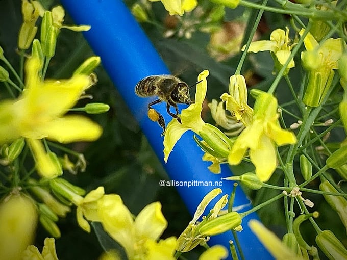 Pollinating arugula flowers in my garden this week