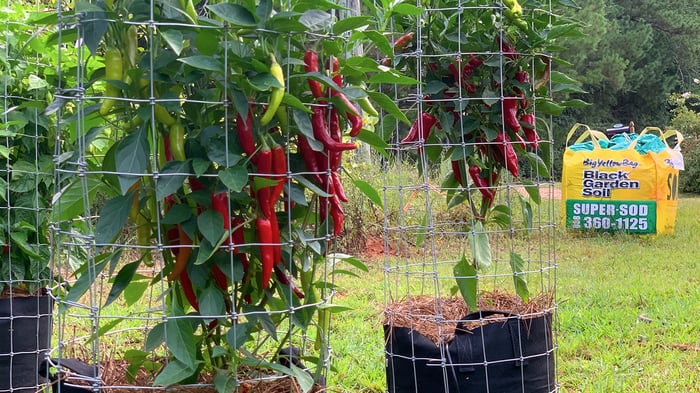 Peppers cages and Big Yellow Bag of Soil3