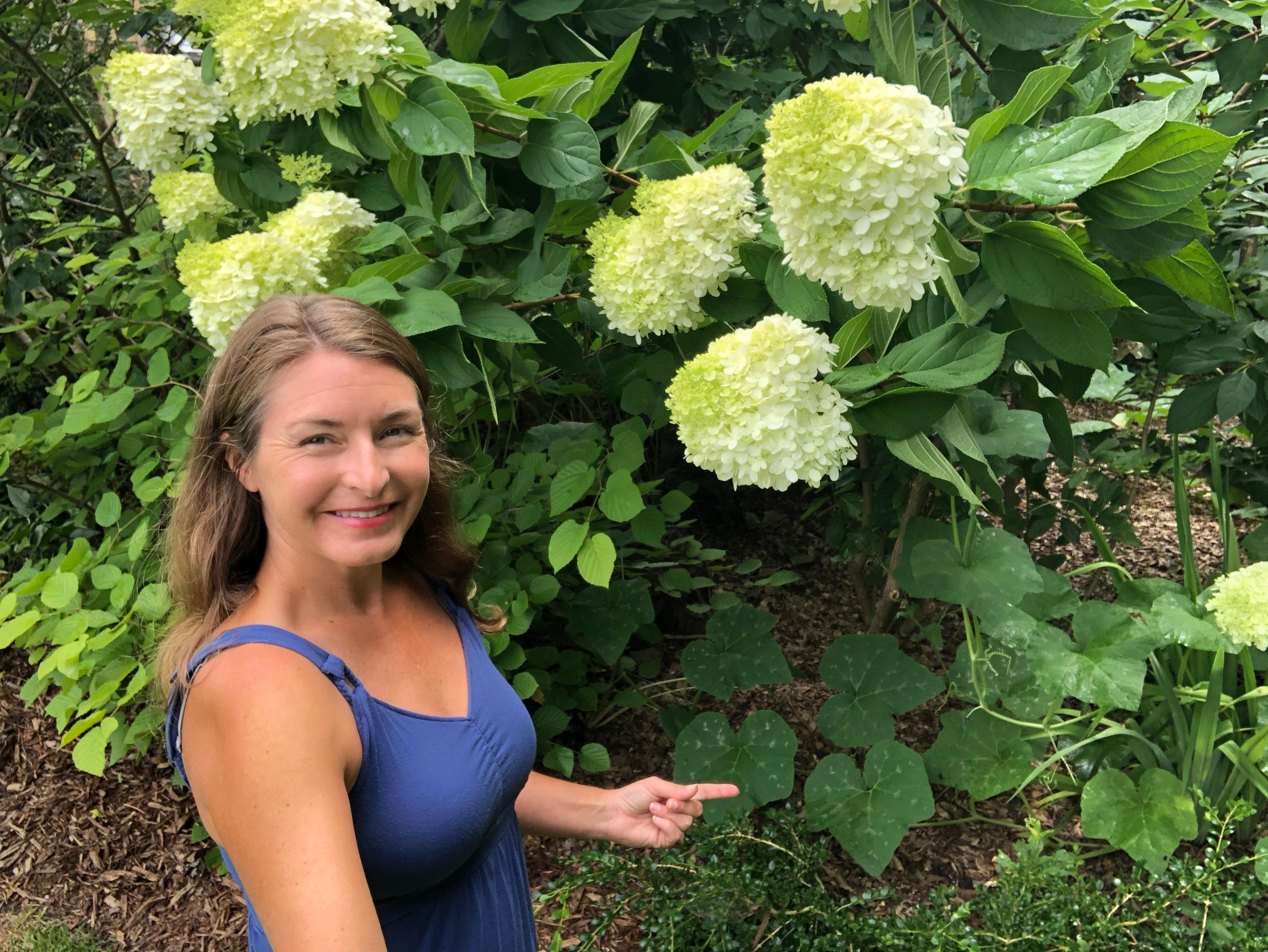 Seminole pumpkin under Limelight hydrangea