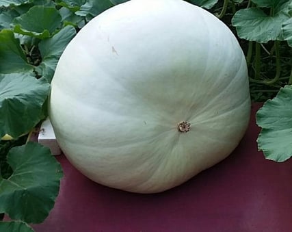 26 days past pollination over 300 lbs.jpg