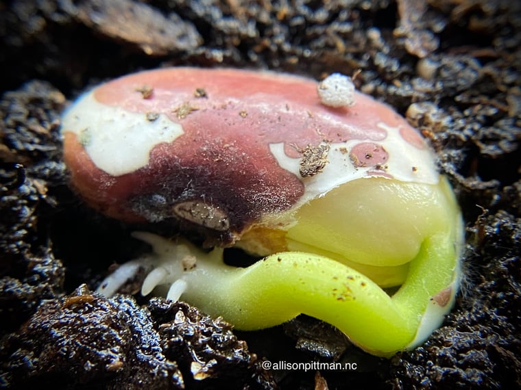 01-Seed coat breaks away revealing the cotyledons