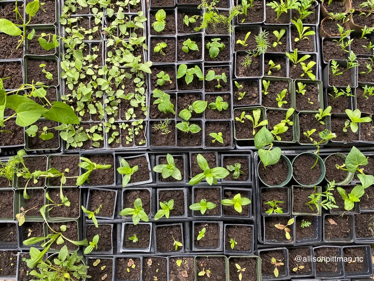 smorgasbord of seedlings for the 2020 garden season
