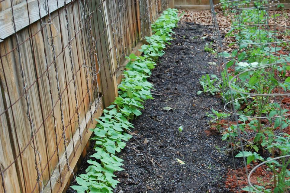 Beans by a trellis