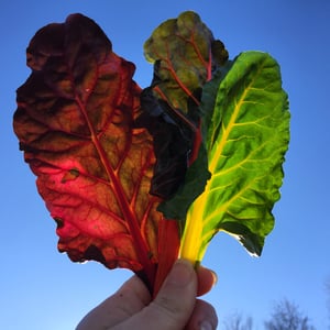 How to Start Cool Season Crops for Your Vegetable Garden