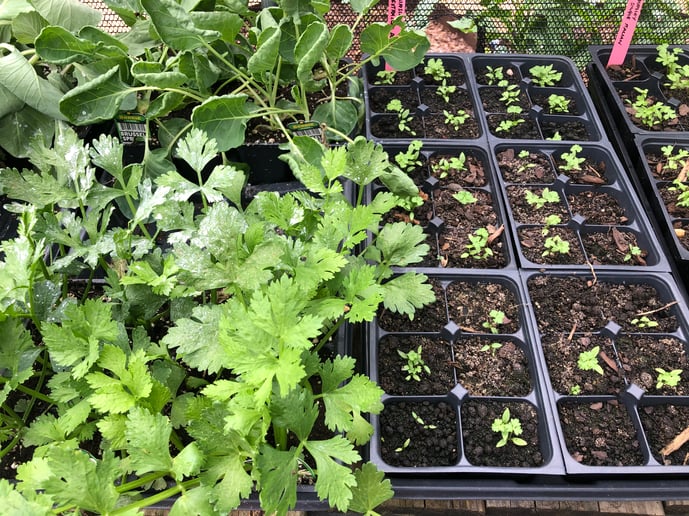 seedling trays