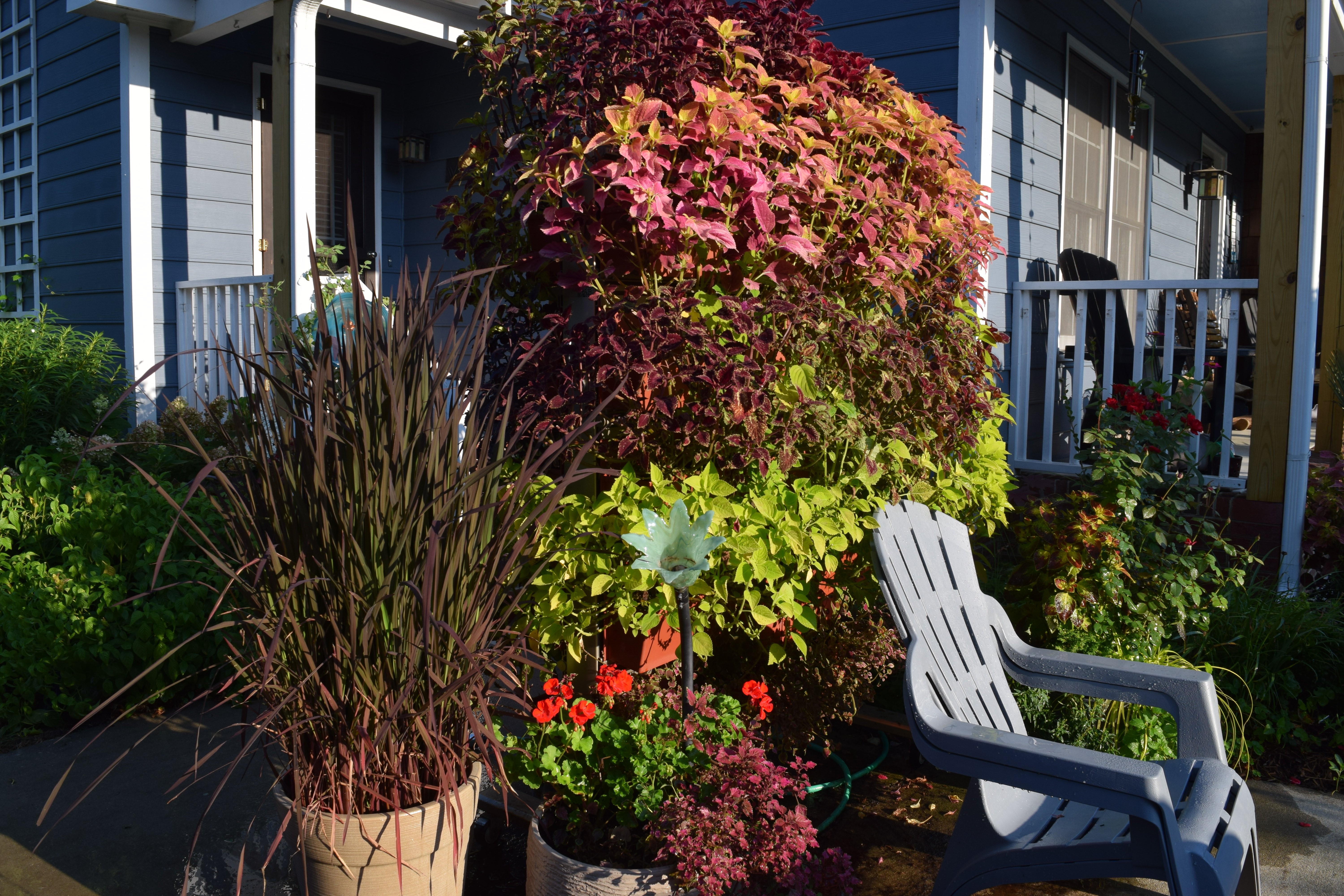 2020-08-25 13.39.02 LiveScreen wall coleus containers with grains