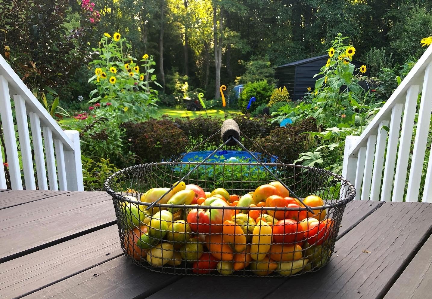 Late summer tomato harvest and foodscape