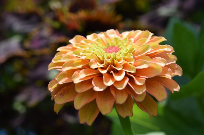 Queen Lime Orange Zinnia