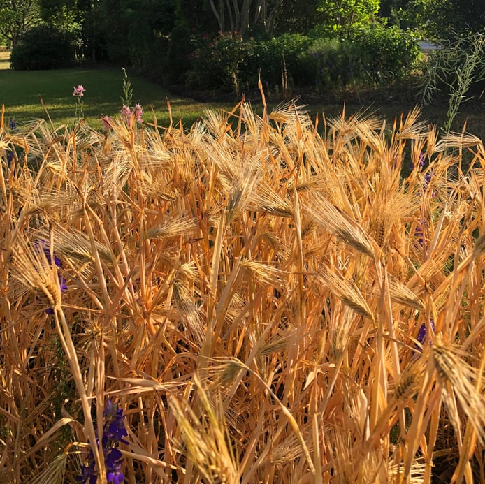 Cool season Grains - Barley