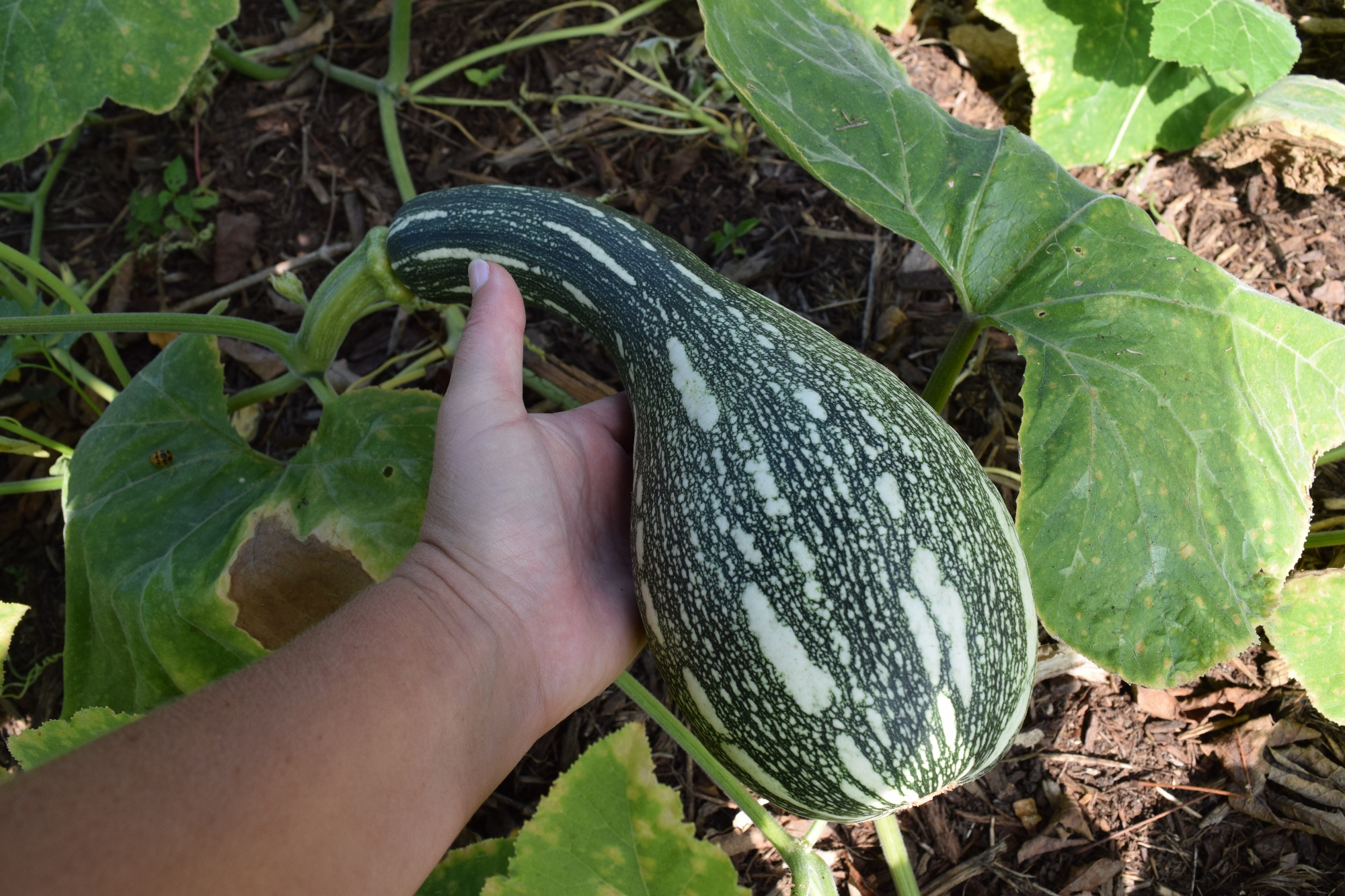 cushaw squash-3-1