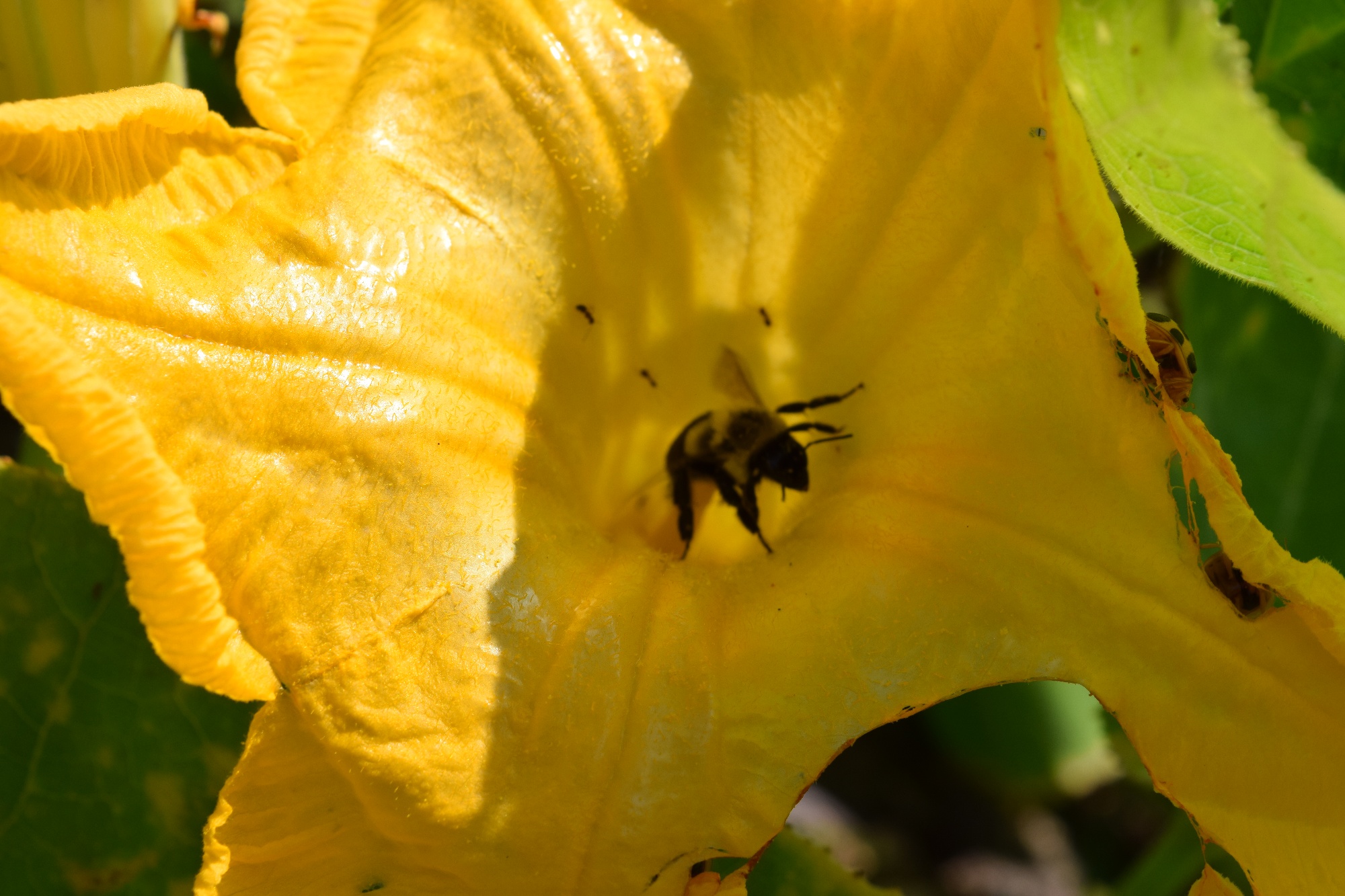 native bee polinator of squash-1