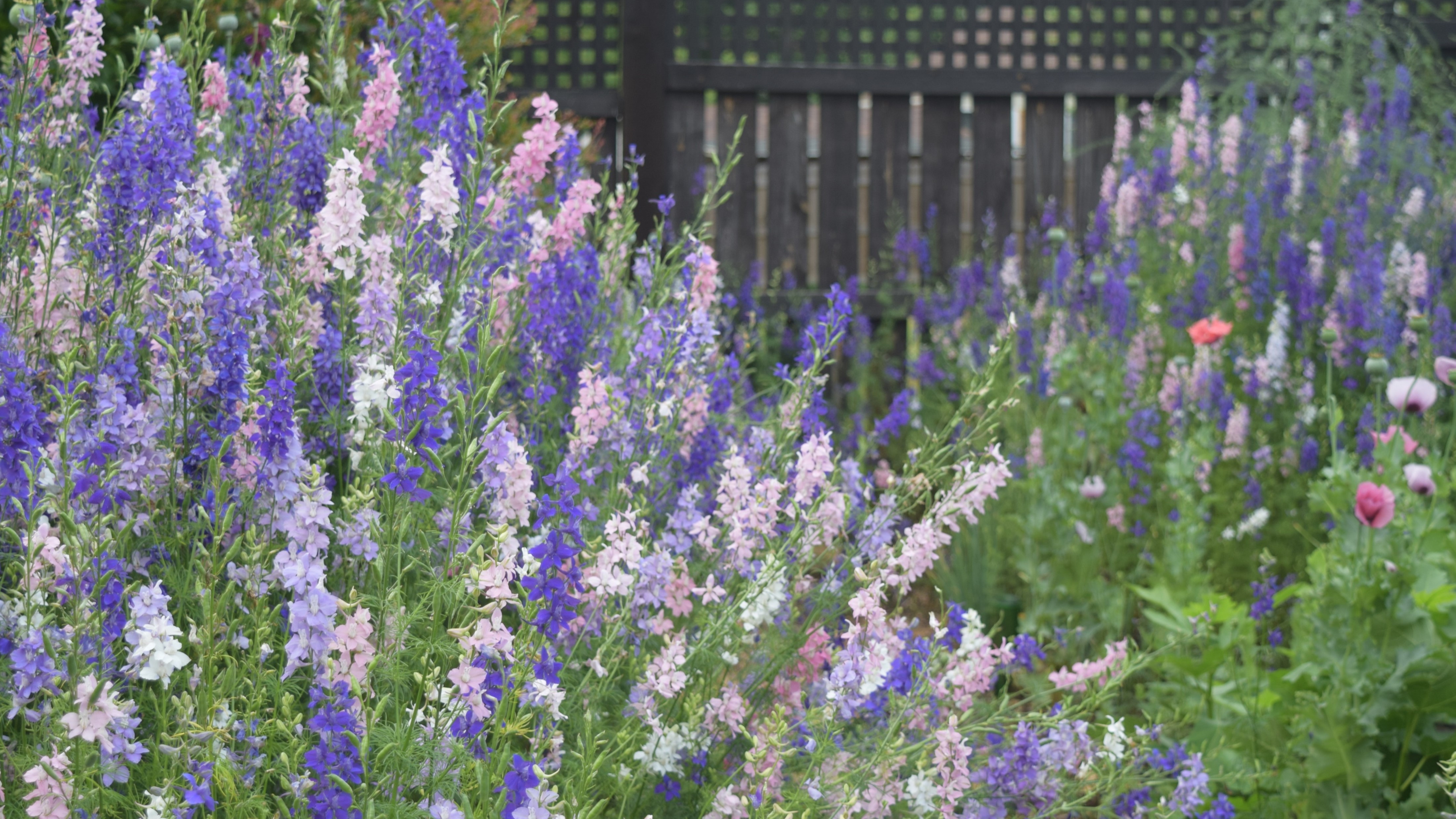 Brie Larkspur Consolida ajacis spring flower