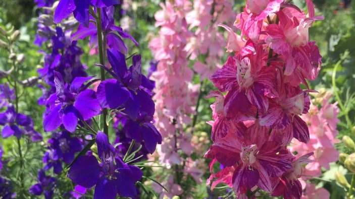 Brie Larkspur closeup spring flower