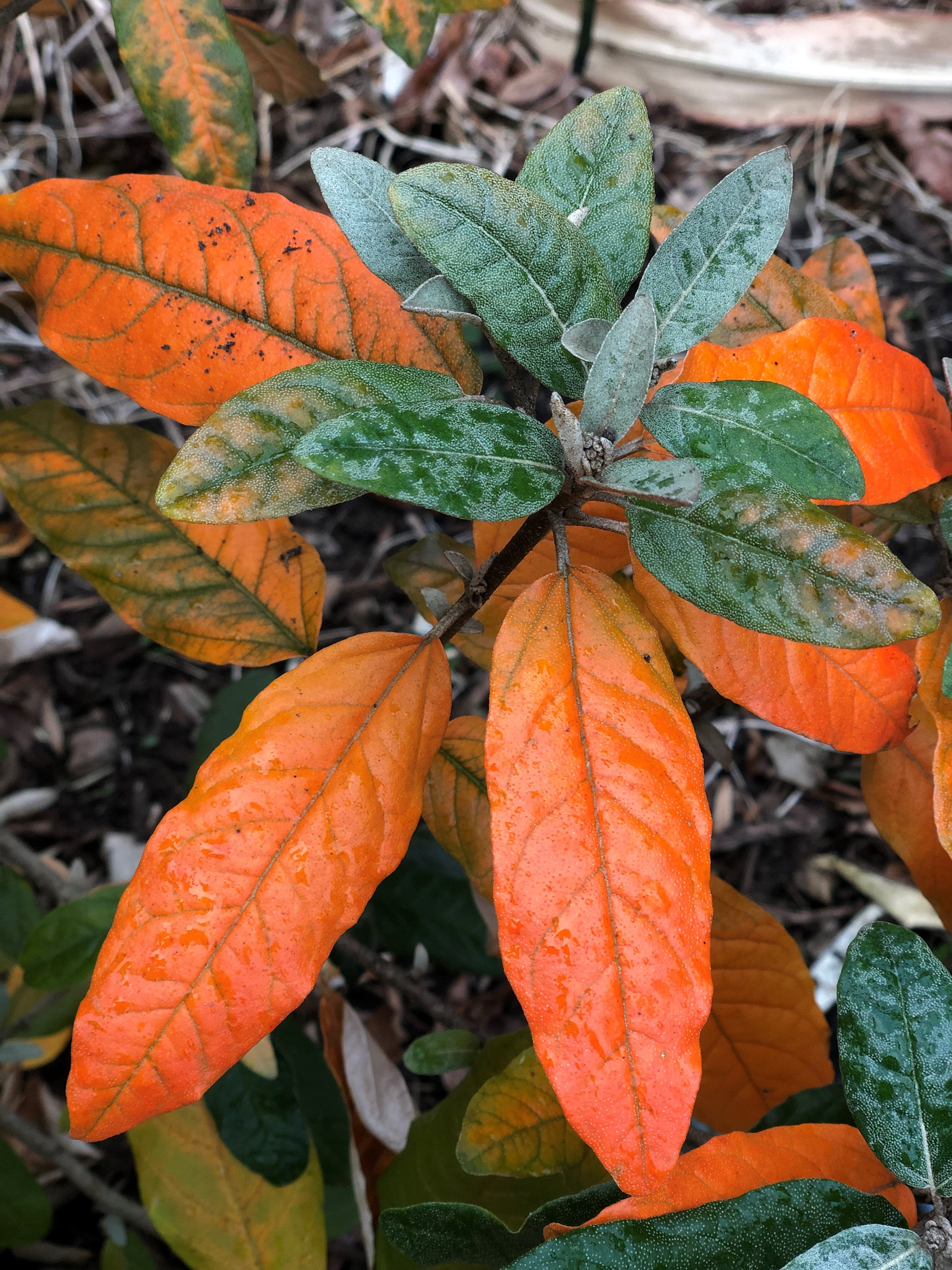 Alabama Croton closeup with orange fall leaves