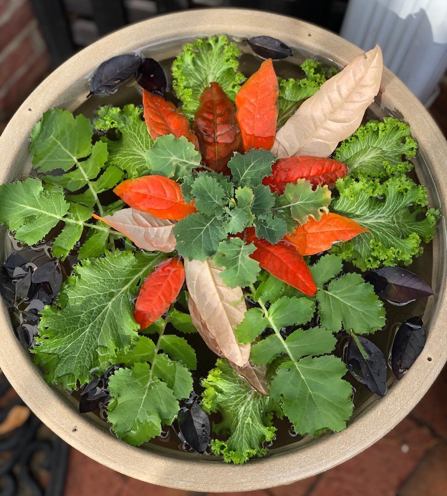 Alabama Croton orange leaves in floating arrangement