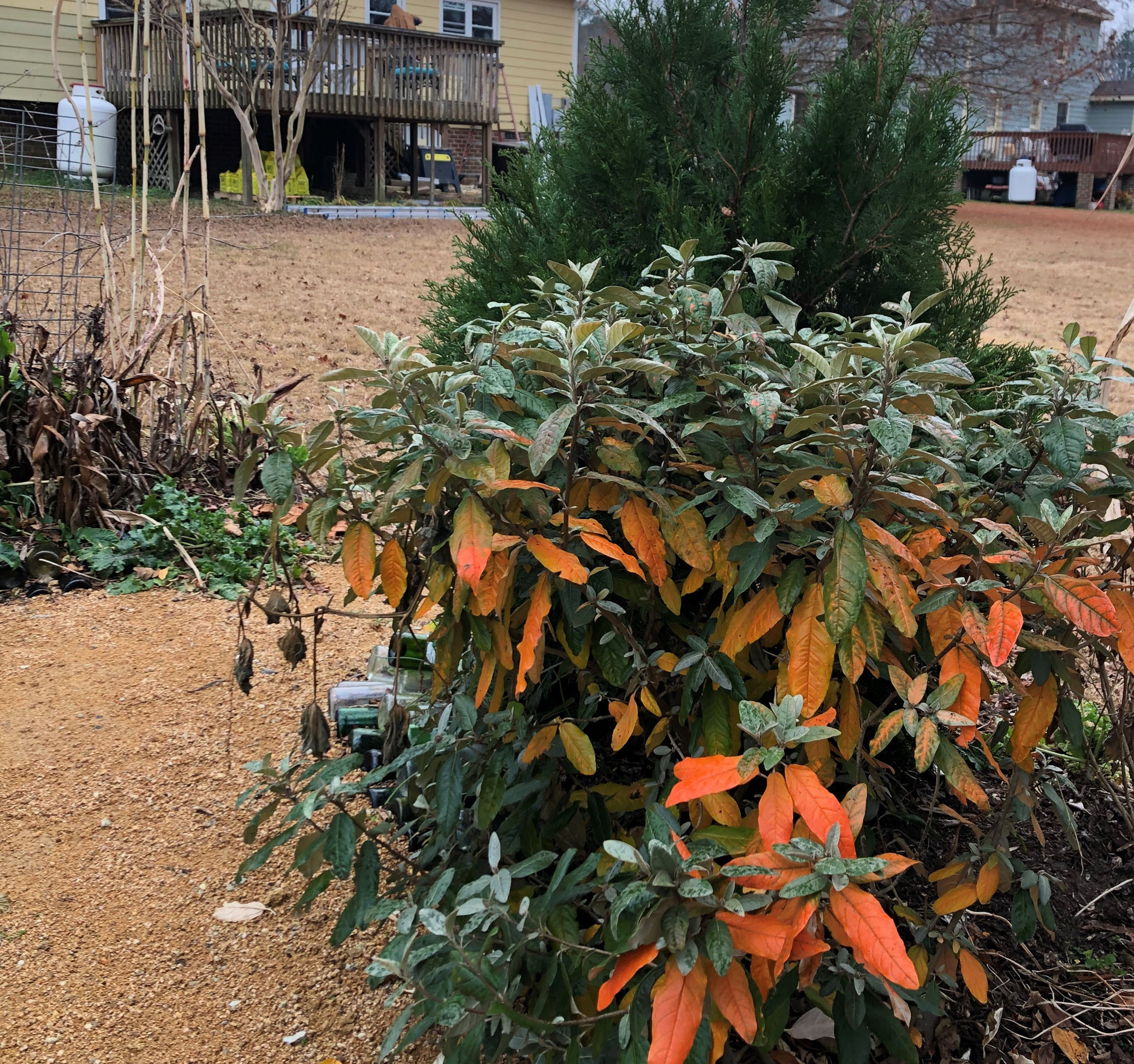 Alabama Croton shrub in fall