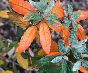 Brie's Plant Pick: Alabama croton