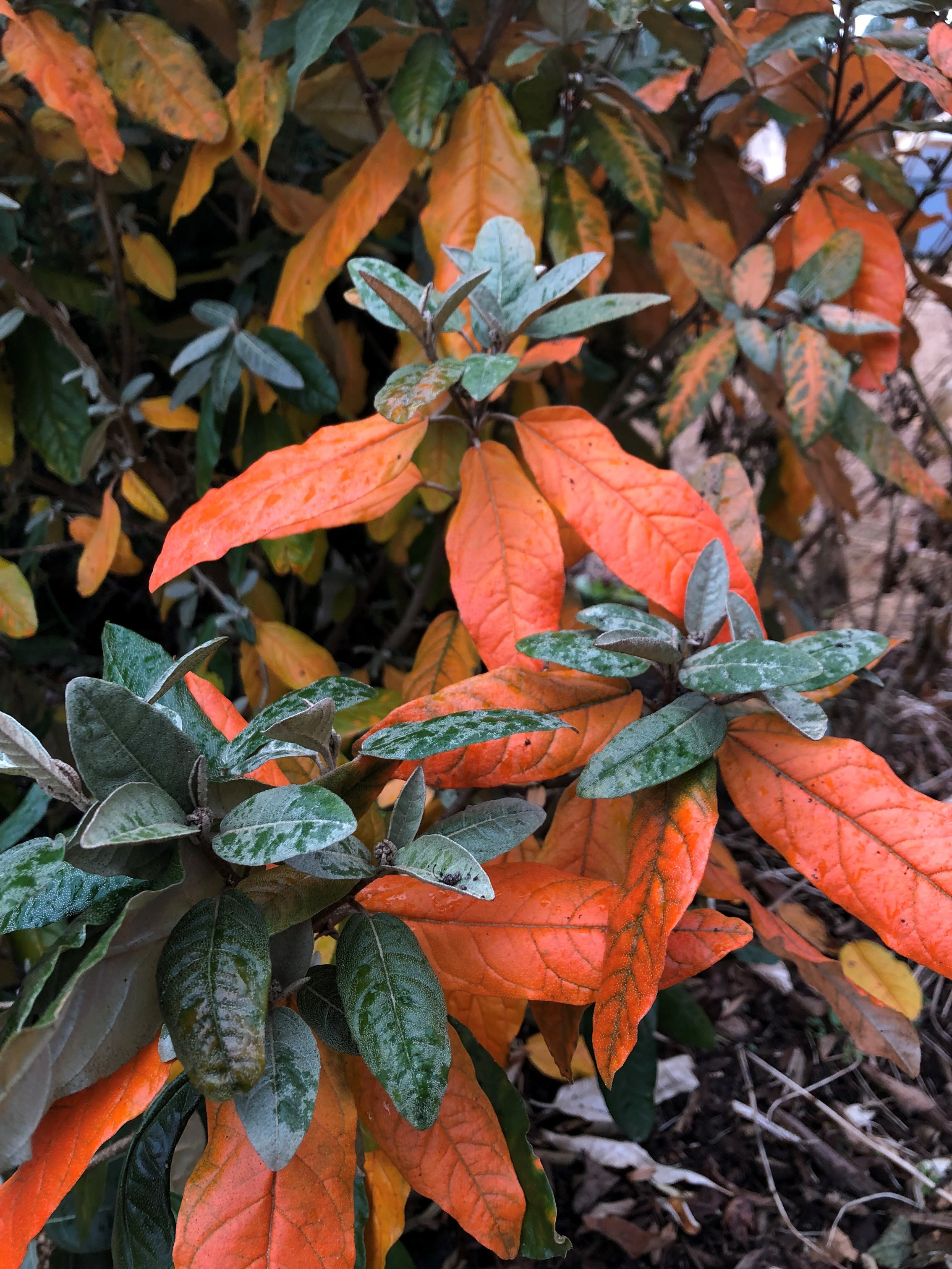Alabama Croton with orange leaves in fall