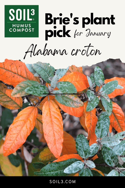 Soil3 blog Jan 2022 - Bries Plant Pick Alabama croton
