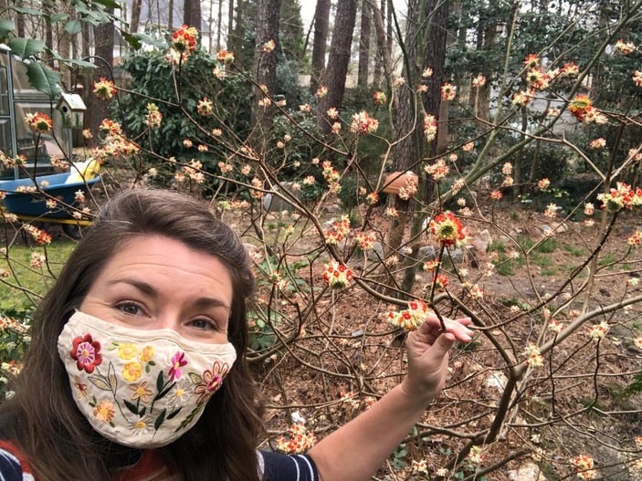 Brie with Edgeworthia Akebono in bloom