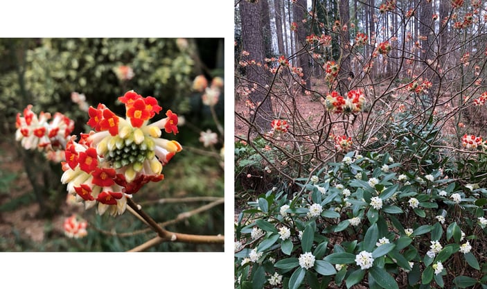 Edgeworthia Akebono planted behind Daphne and closeup of red flower